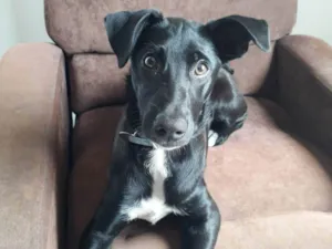 Cachorro raça SRD-ViraLata idade 7 a 11 meses nome Nutella