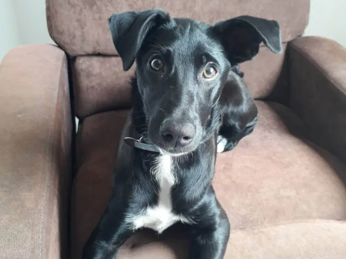 Cachorro raça SRD-ViraLata idade 7 a 11 meses nome Nutella