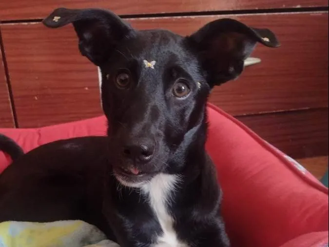 Cachorro raça SRD-ViraLata idade 7 a 11 meses nome Nutella