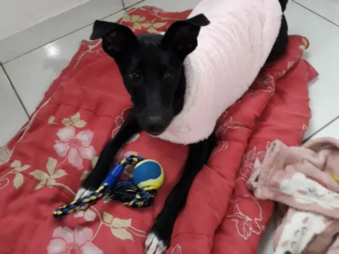 Cachorro raça SRD-ViraLata idade 7 a 11 meses nome Nutella
