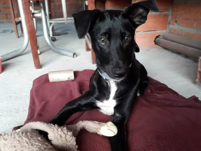 Cachorro raça SRD-ViraLata idade 7 a 11 meses nome Nutella