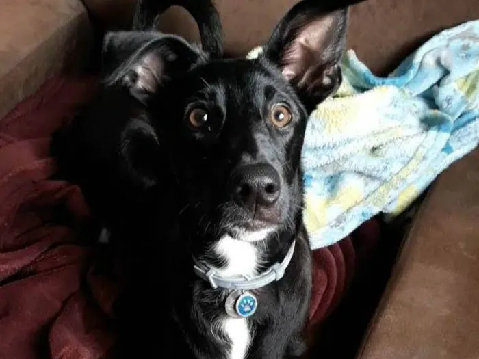 Cachorro raça SRD-ViraLata idade 7 a 11 meses nome Nutella