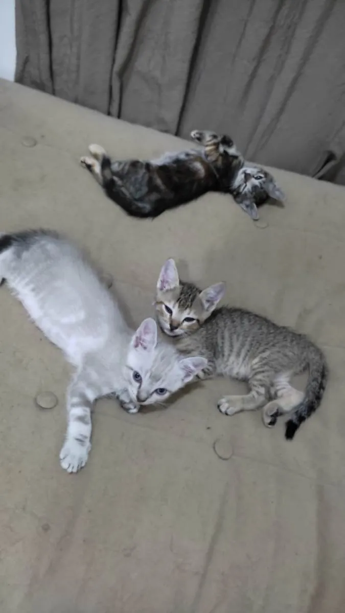 Gato raça  idade Abaixo de 2 meses nome filhotes