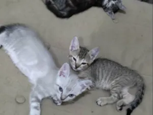 Gato raça  idade Abaixo de 2 meses nome filhotes