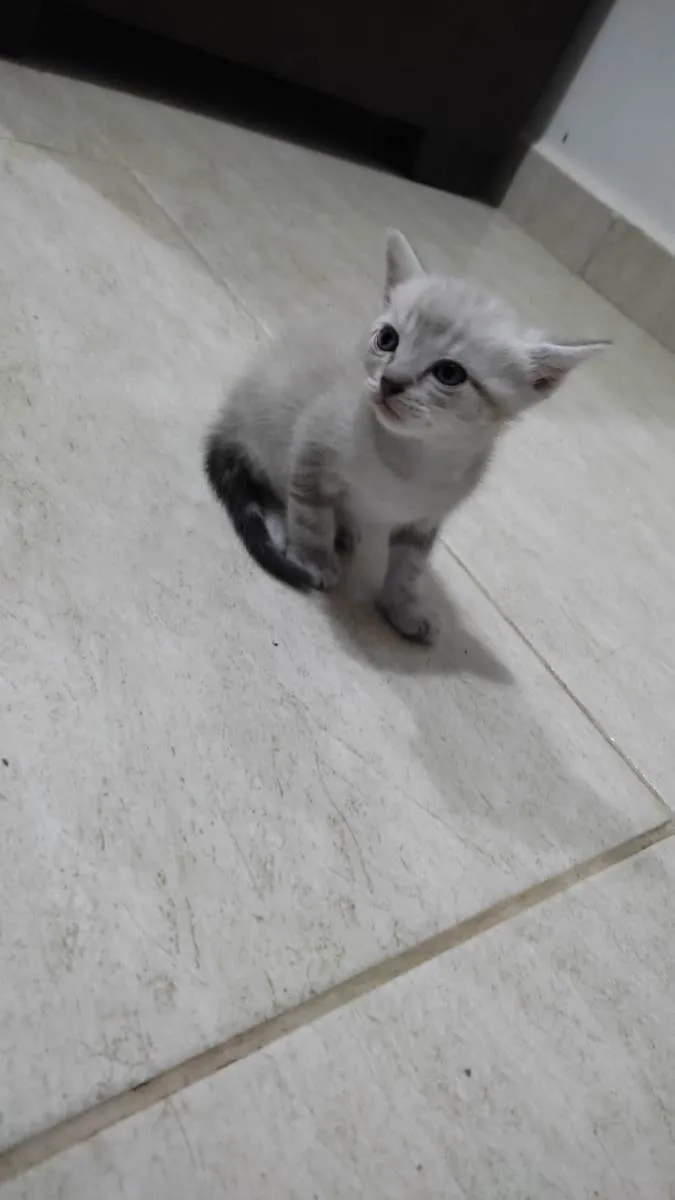 Gato raça  idade Abaixo de 2 meses nome filhotes