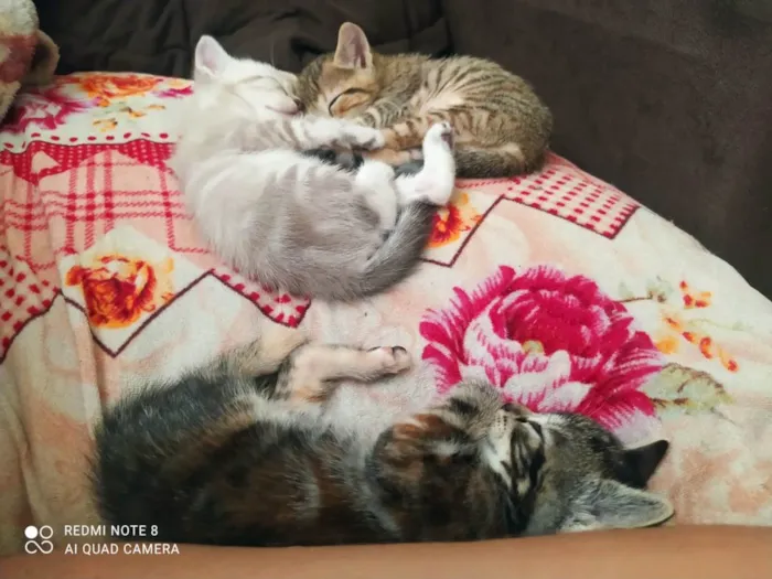 Gato raça  idade Abaixo de 2 meses nome filhotes
