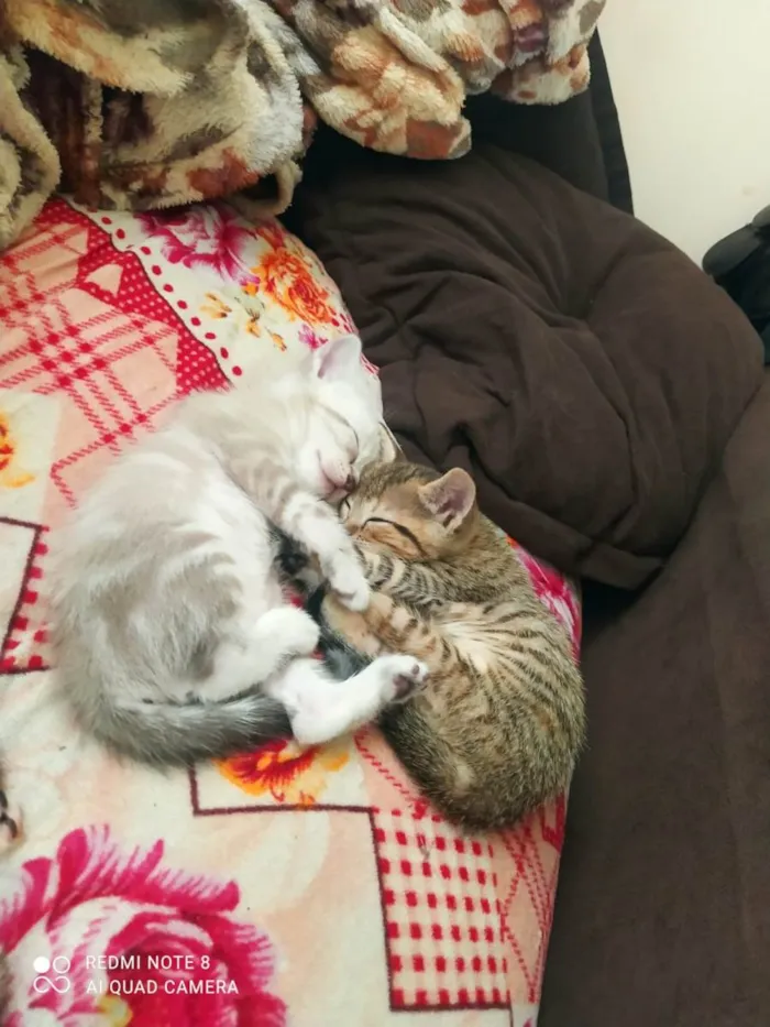 Gato raça  idade Abaixo de 2 meses nome filhotes