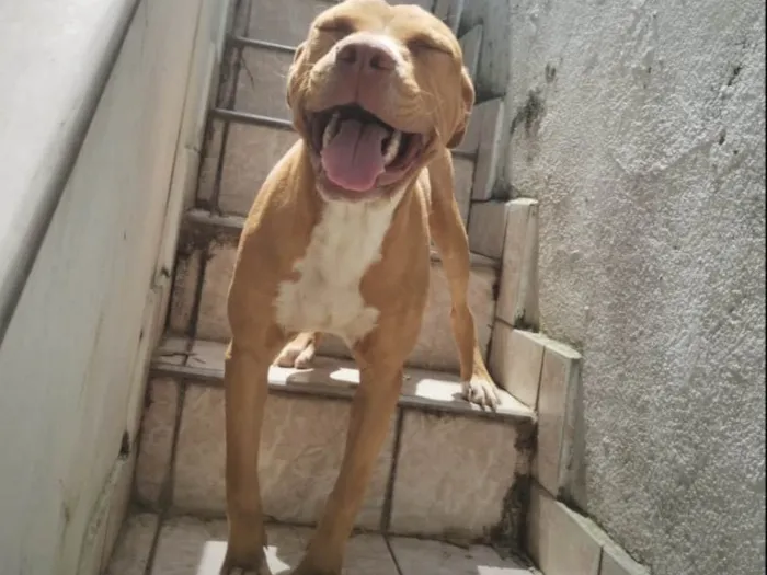 Cachorro ra a Pit-Bull idade 7 a 11 meses nome Zeus 