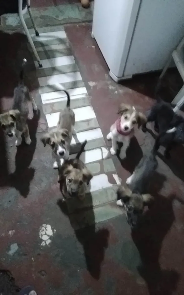 Cachorro ra a SRD-ViraLata idade Abaixo de 2 meses nome Pretinho 