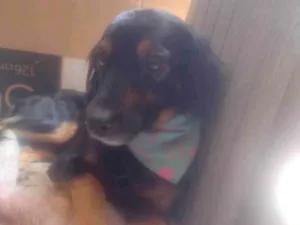 Cachorro raça SRD-ViraLata idade 2 anos nome Ravenna