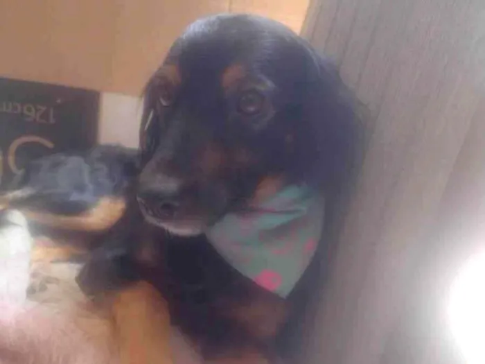 Cachorro ra a SRD-ViraLata idade 2 anos nome Ravenna