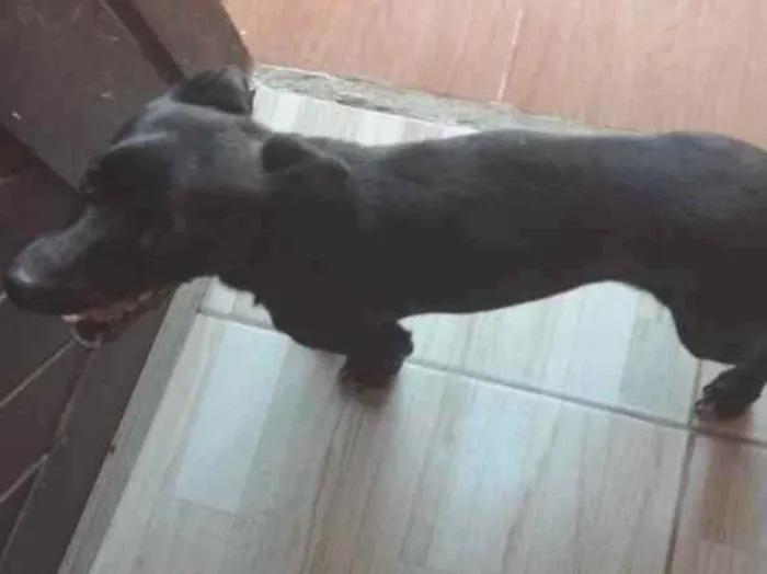 Cachorro ra a SRD-ViraLata idade 2 anos nome Spaik