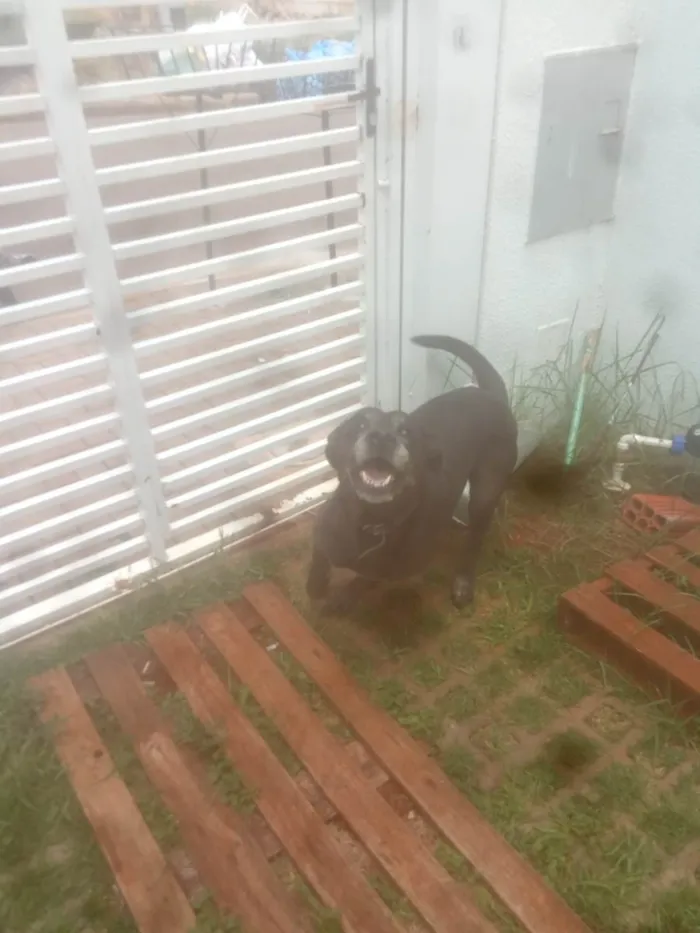 Cachorro ra a Labrador Misturado  idade 5 anos nome Thor