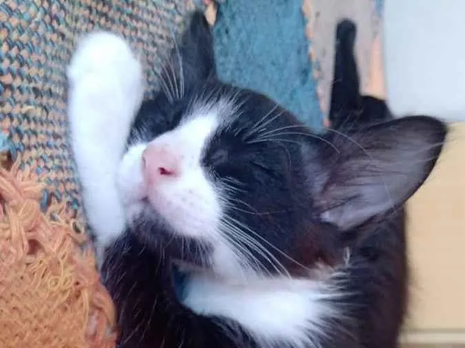 Gato raça vira lata idade 2 a 6 meses nome frajolinhas e um pretinho 