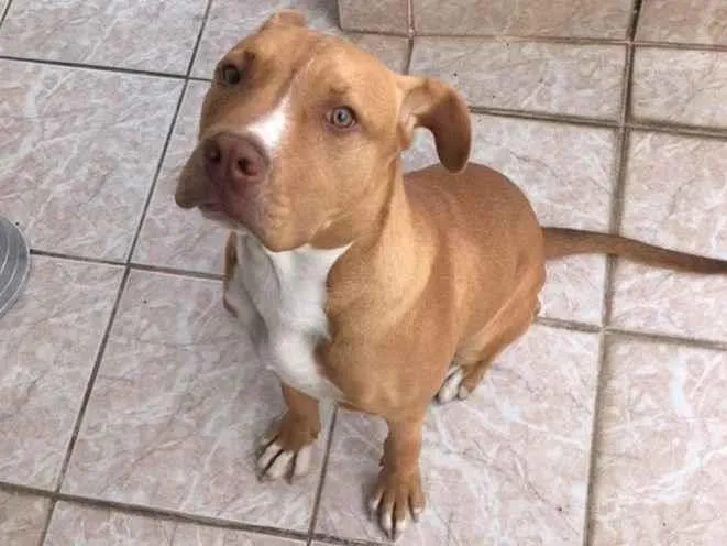 Cachorro ra a Pit-Bull idade 7 a 11 meses nome Zeus 