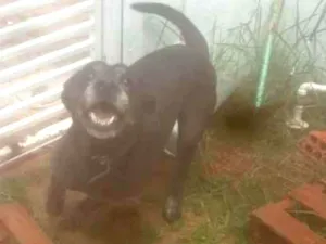 Cachorro raça Labrador Misturado  idade 5 anos nome Thor