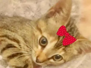 Gato raça Mestica  idade 2 a 6 meses nome Emma 