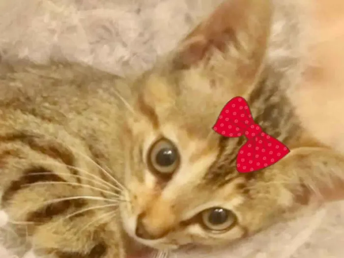 Gato ra a Mestica  idade 2 a 6 meses nome Emma 