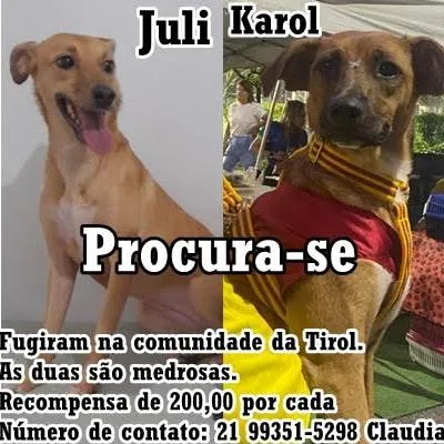 Cachorro ra a SRD-ViraLata idade 2 anos nome July e cia
