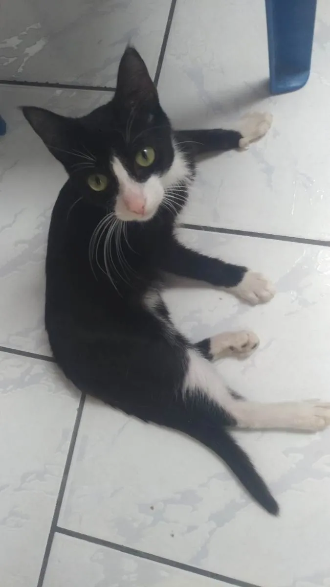 Gato ra a Comum idade 2 a 6 meses nome Félix 