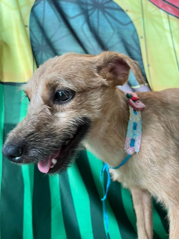 Cachorro ra a SRD-ViraLata idade 1 ano nome Morena