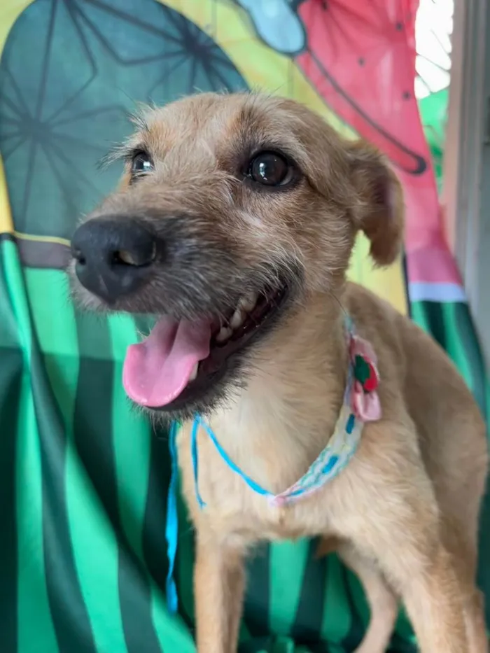 Cachorro ra a SRD-ViraLata idade 1 ano nome Morena