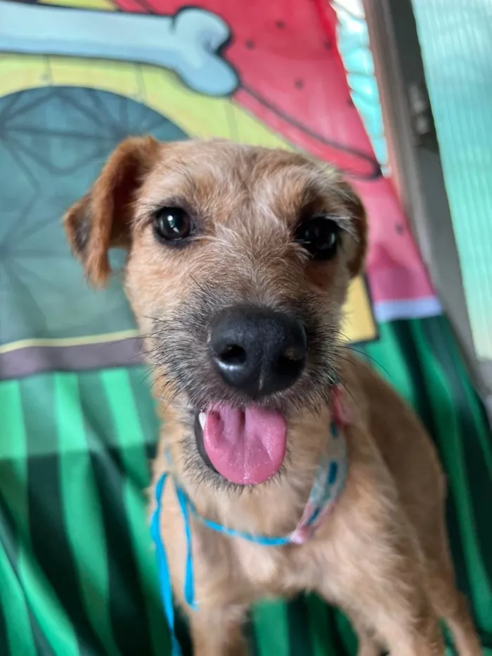 Cachorro ra a SRD-ViraLata idade 1 ano nome Morena