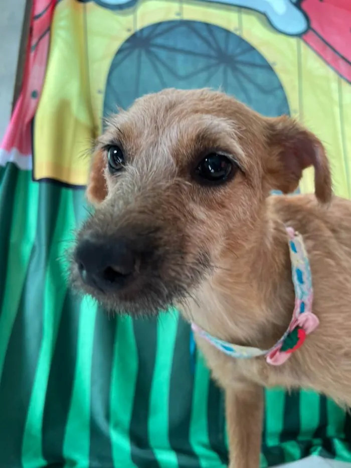Cachorro ra a SRD-ViraLata idade 1 ano nome Morena