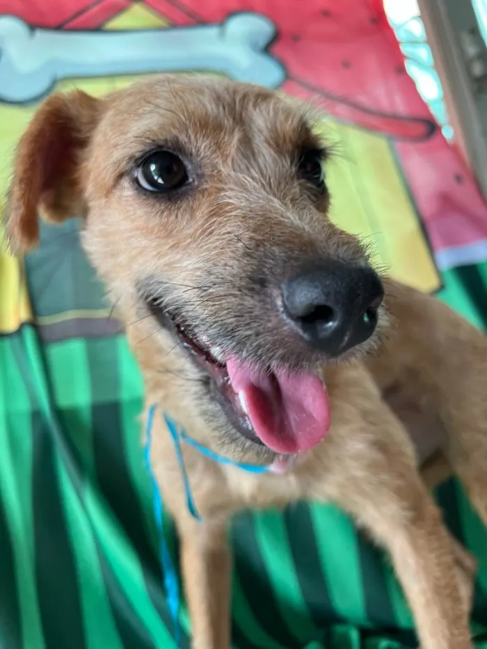 Cachorro ra a SRD-ViraLata idade 1 ano nome Morena
