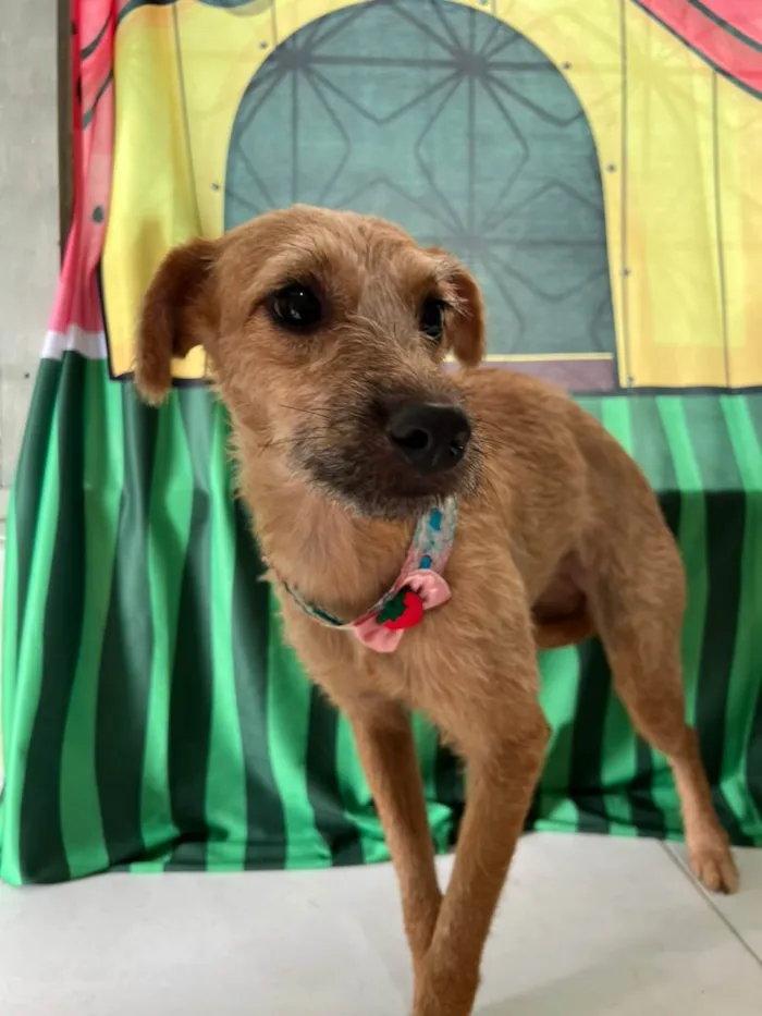 Cachorro ra a SRD-ViraLata idade 1 ano nome Morena