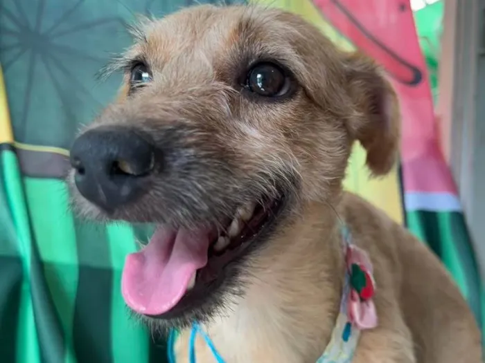 Cachorro ra a SRD-ViraLata idade 1 ano nome Morena