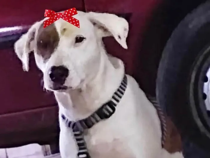 Cachorro raça Mestiça  idade 4 anos nome Duda 