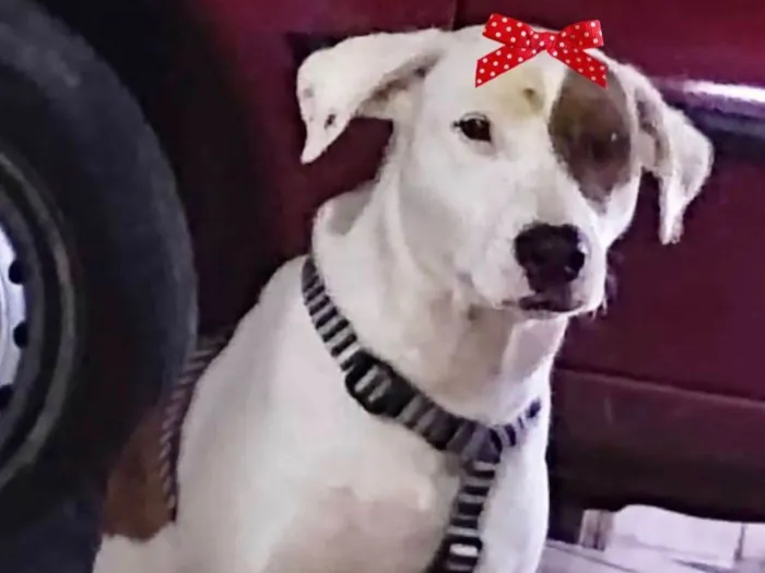 Cachorro raça Mestiça  idade 4 anos nome Duda 