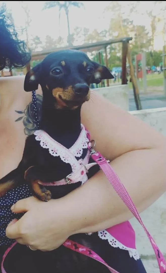 Cachorro ra a Pinscher idade 2 anos nome Meg