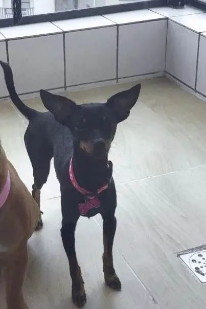 Cachorro ra a Pinscher idade 2 anos nome Meg