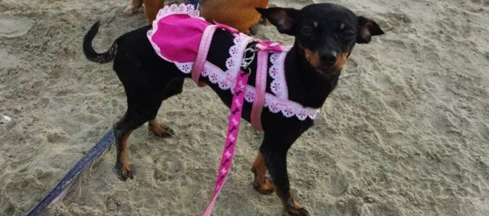 Cachorro ra a Pinscher idade 2 anos nome Meg