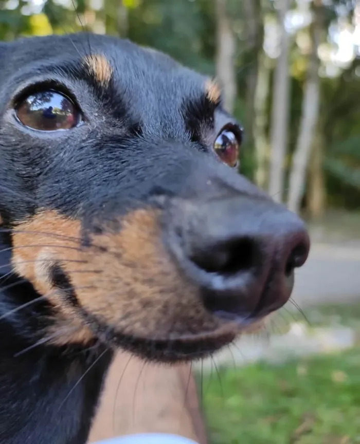 Cachorro ra a Pinscher idade 2 anos nome Meg