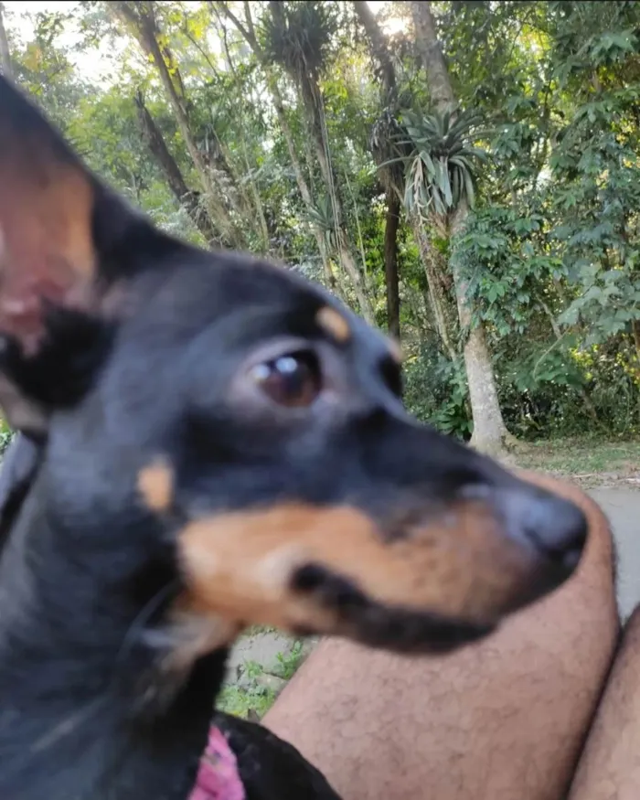 Cachorro ra a Pinscher idade 2 anos nome Meg