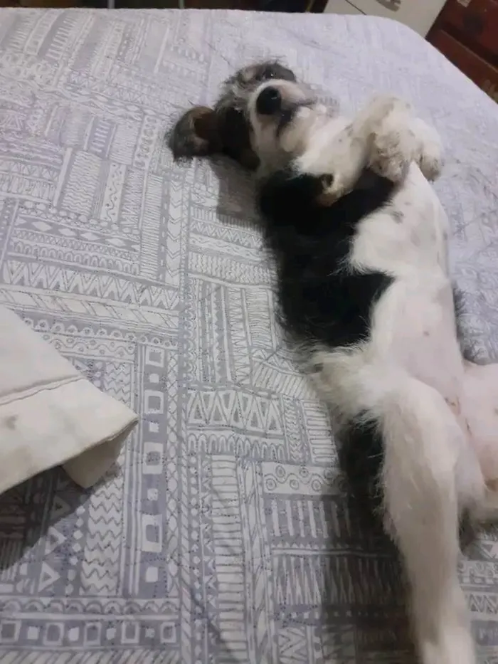 Cachorro raça Poodle misturado idade 7 a 11 meses nome Perola