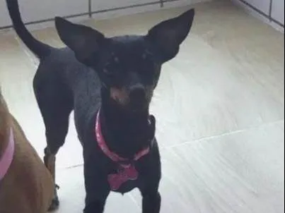 Cachorro ra a Pinscher idade 2 anos nome Meg