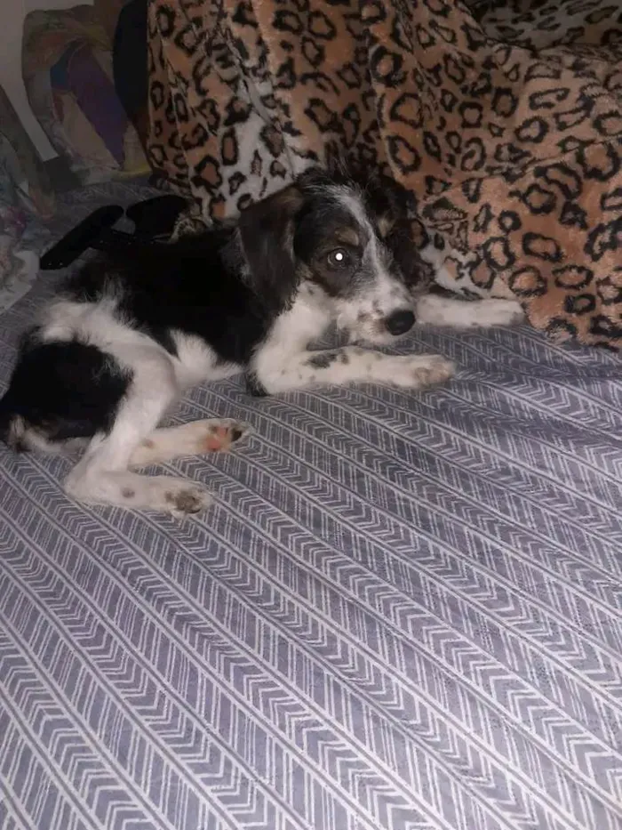 Cachorro raça Poodle misturado idade 7 a 11 meses nome Perola