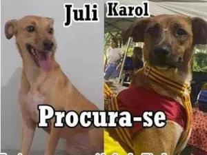 Cachorro raça SRD-ViraLata idade 2 anos nome July e cia
