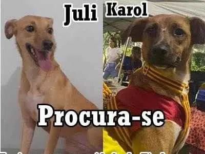 Cachorro ra a SRD-ViraLata idade 2 anos nome July e cia