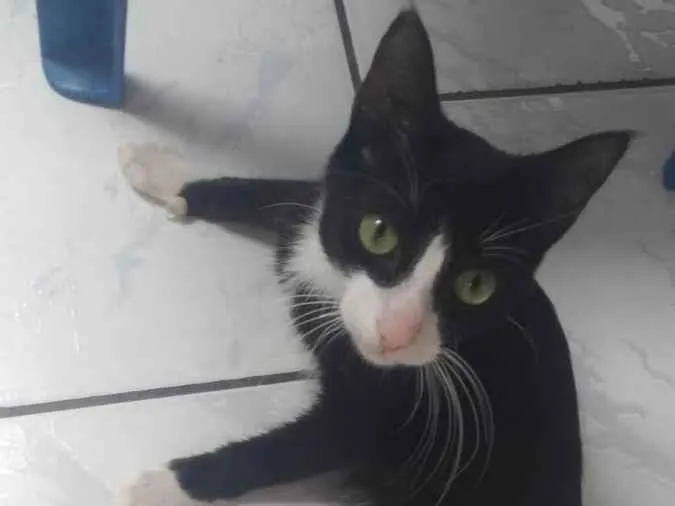 Gato ra a Comum idade 2 a 6 meses nome Félix 