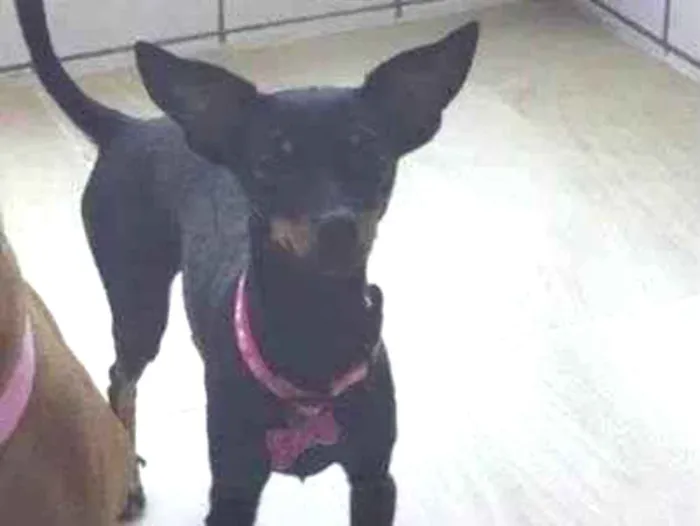 Cachorro ra a Pinscher idade 2 anos nome Meg