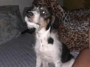 Cachorro raça Poodle misturado idade 7 a 11 meses nome Perola