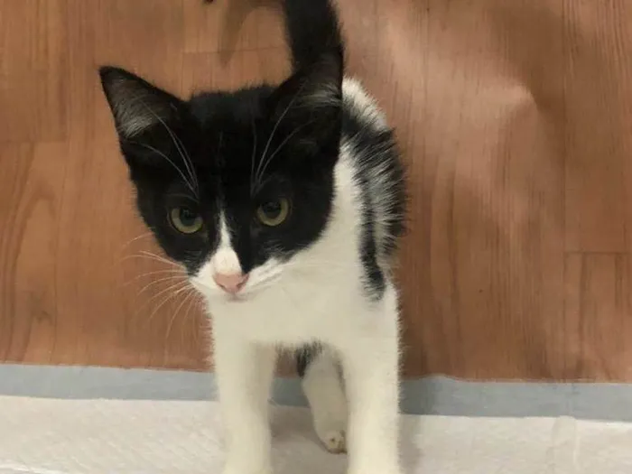 Gato raça Srd idade 2 a 6 meses nome Gatinhos fofos 