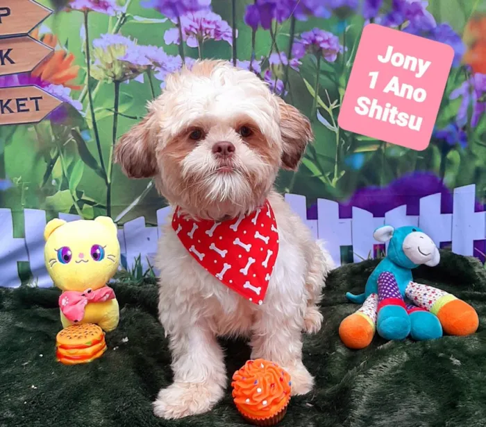 Cachorro raça Shitsu idade 1 ano nome Jony