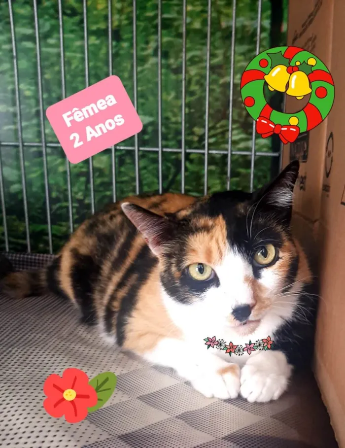 Gato raça SRD-ViraLata idade 2 anos nome Coral 