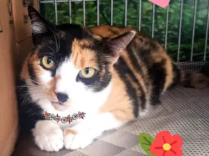 Gato raça SRD-ViraLata idade 2 anos nome Coral 